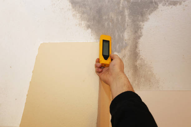 Best Black Mold Removal  in Kirkland, IL