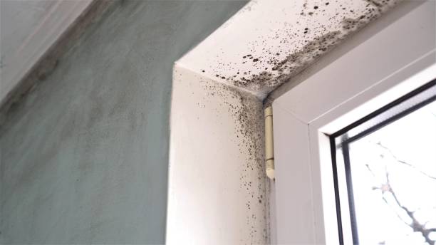 Best Black Mold Removal  in Kirkland, IL