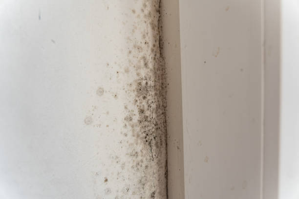 Mold Documentation for Insurance Claims in Kirkland, IL